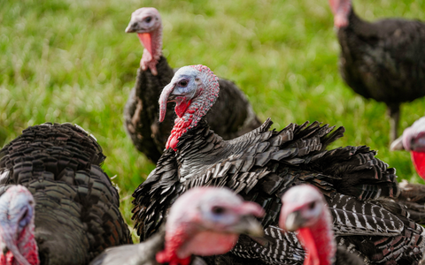 Free Rangle Bronze Whole Turkey